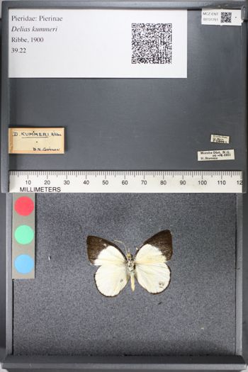 Media type: image;   Entomology 131761